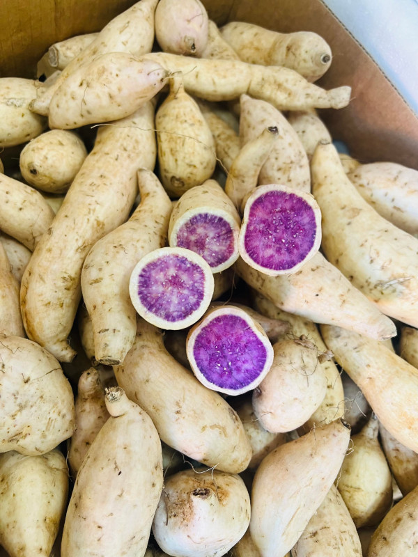 Khoai Lang Tím 7$