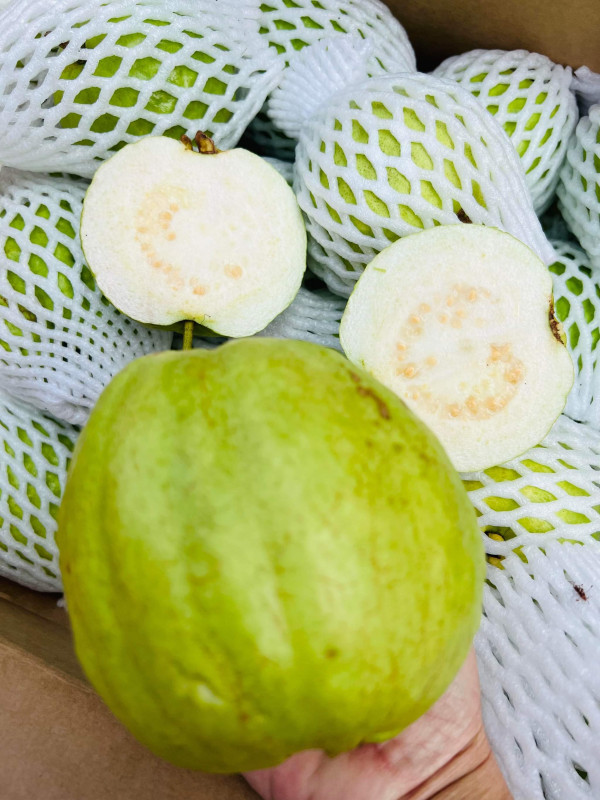 Ổi tươi có lưới 13$