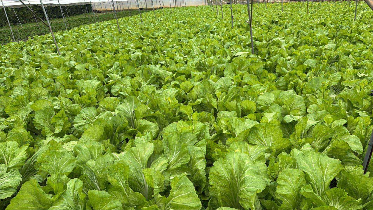 Cải dưa muối tươi 55$